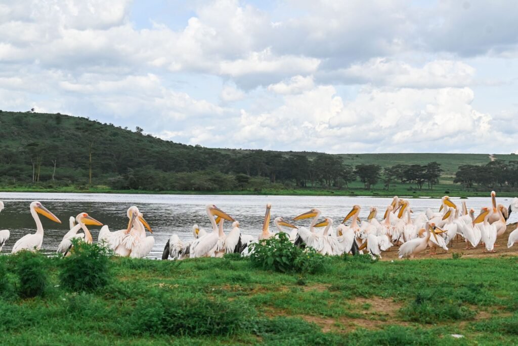 Pelikanen bij het meer van Nakuru
