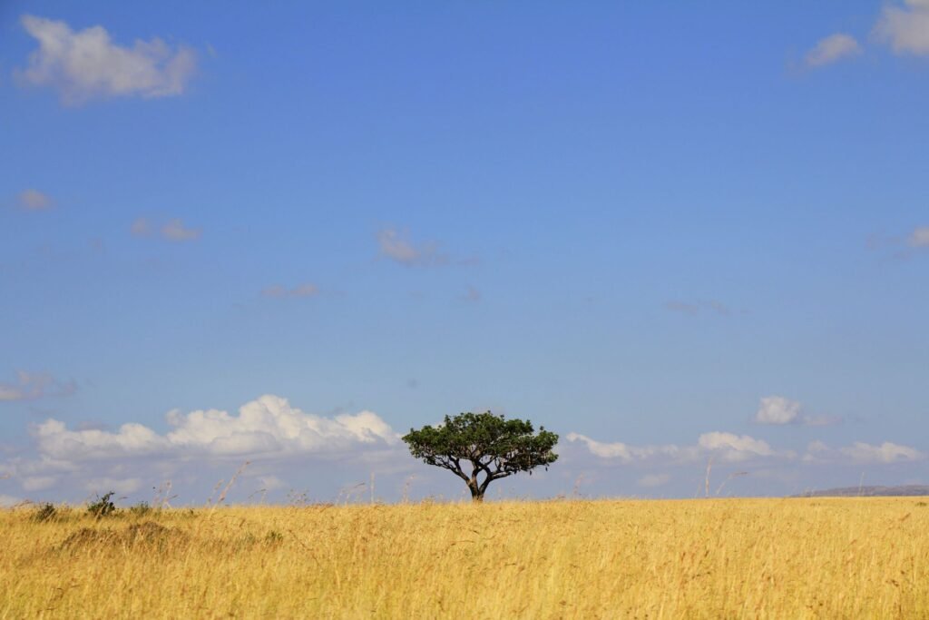 Acacia op de savanne