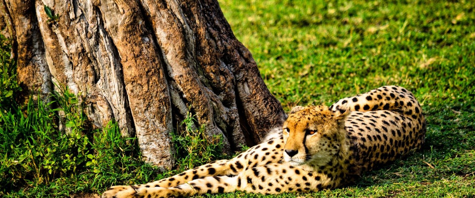 Jachtluipaard in het gras bij Nakuru