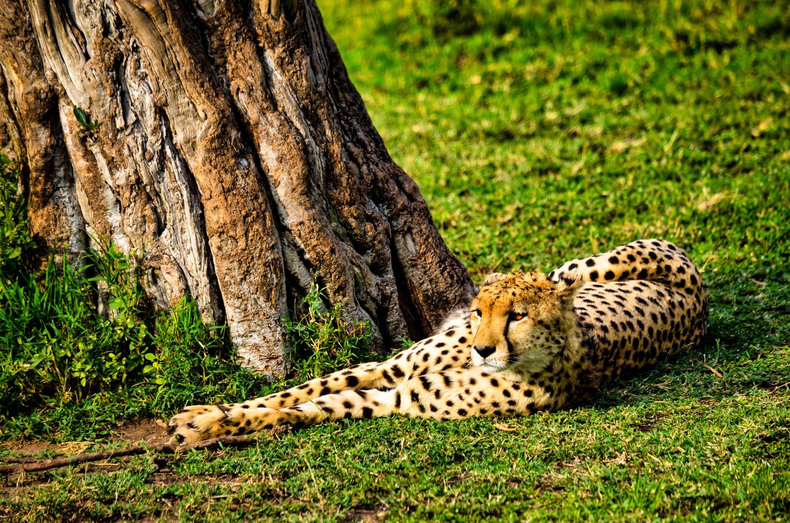 Safari Kenia: parken, kosten en keuzes voor 2026