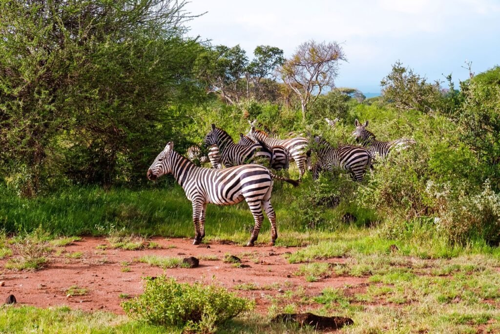 Zebra's in het struikgewas