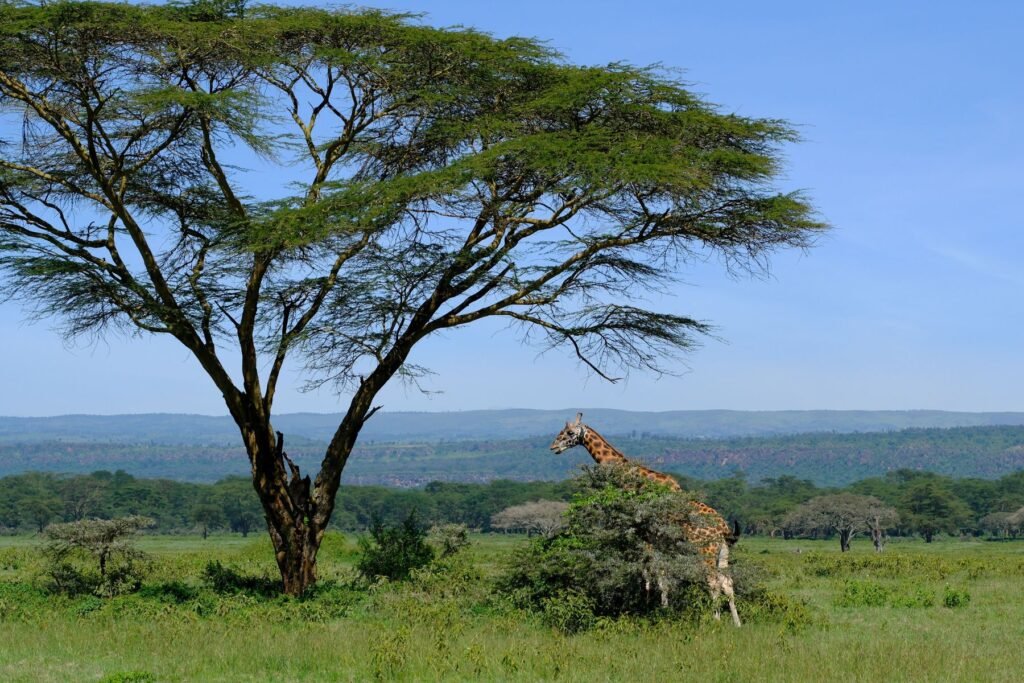 Acacia en giraffe op de savanne