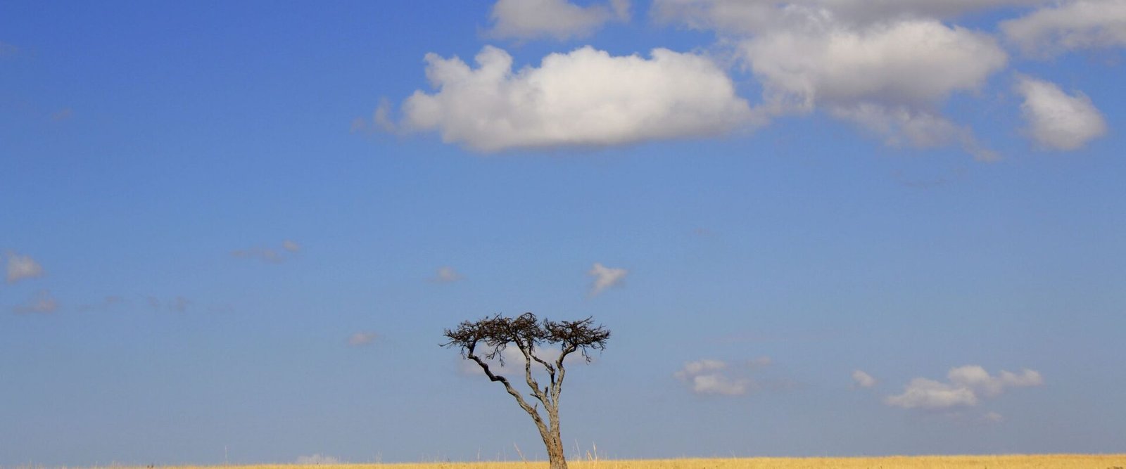 Acacia op de Keniaanse savanne