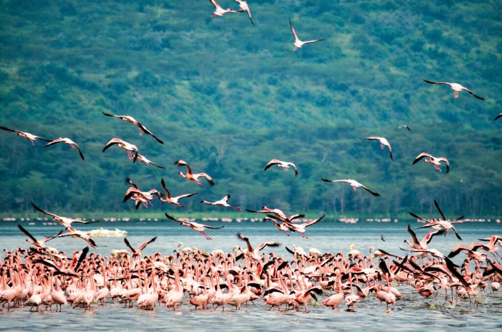 Flamingo's bij het meer van Nakuru