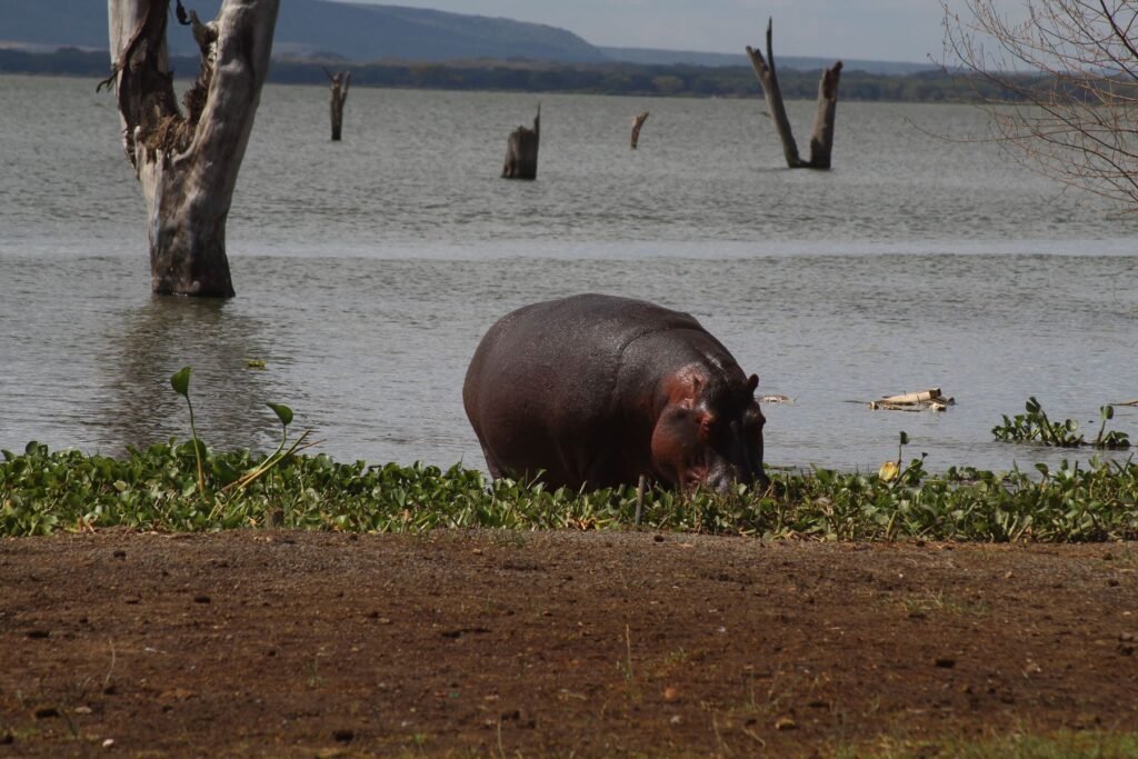 Nijlpaard bij het meer van Naivasha