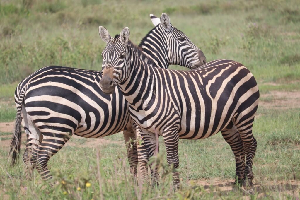 Zebra's in Nairobi National Park