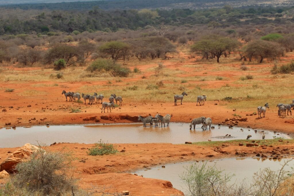Zebra's bij een waterpoel