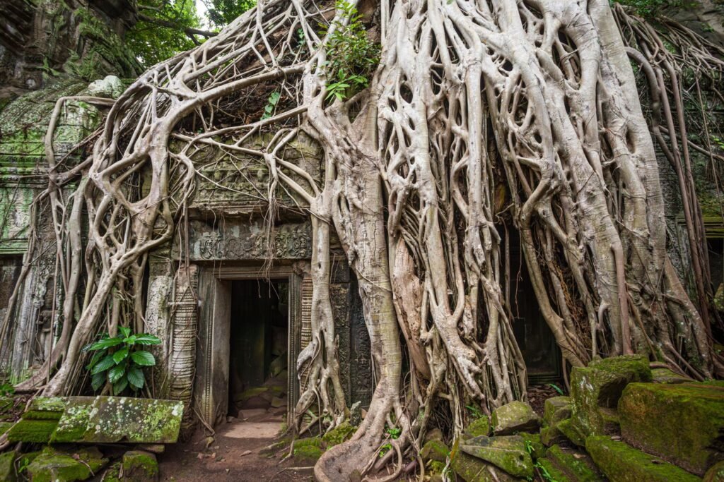 Boomwortels over de muren van Ta Prohm