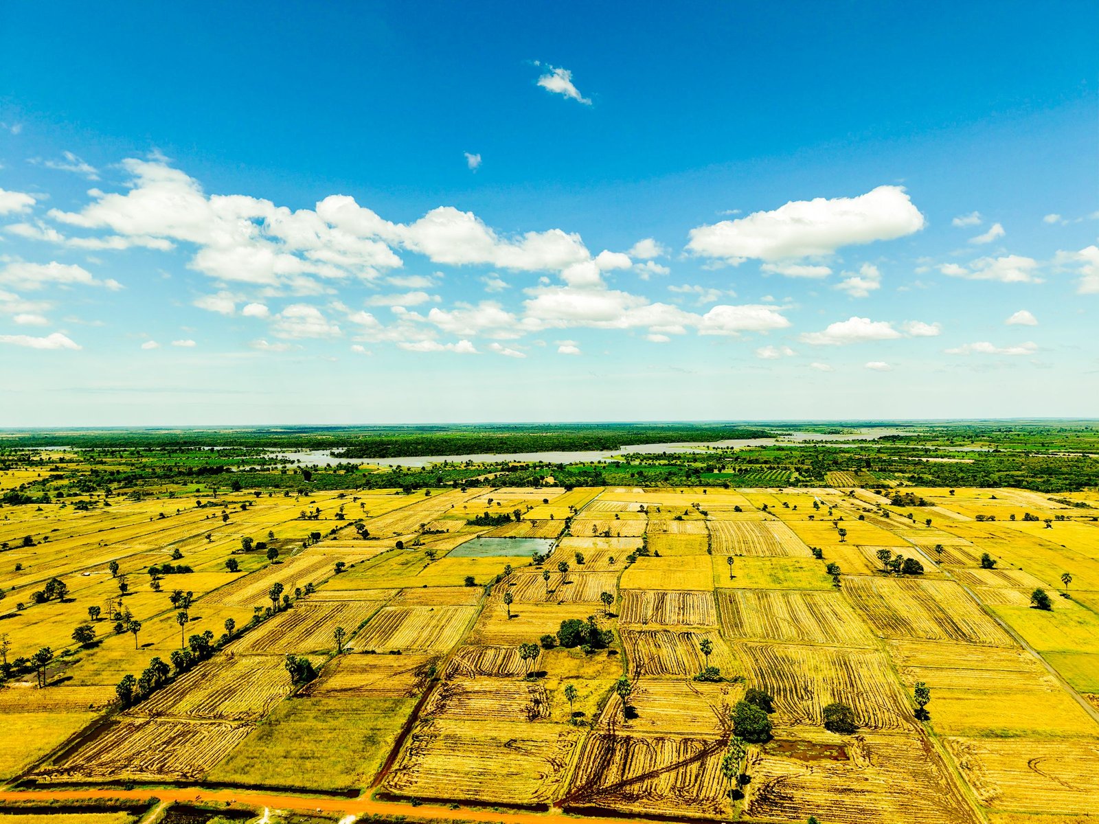 Rijstvelden in Cambodja
