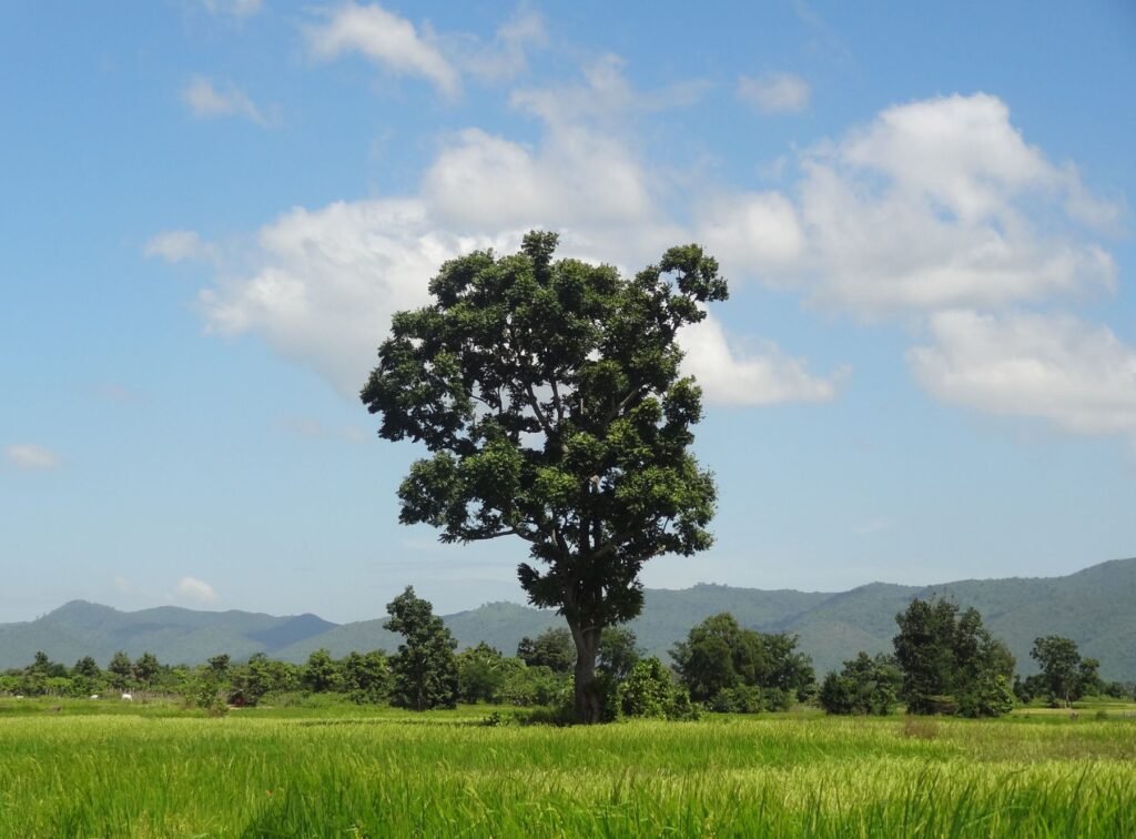Boom in een groen veld in Cambodja
