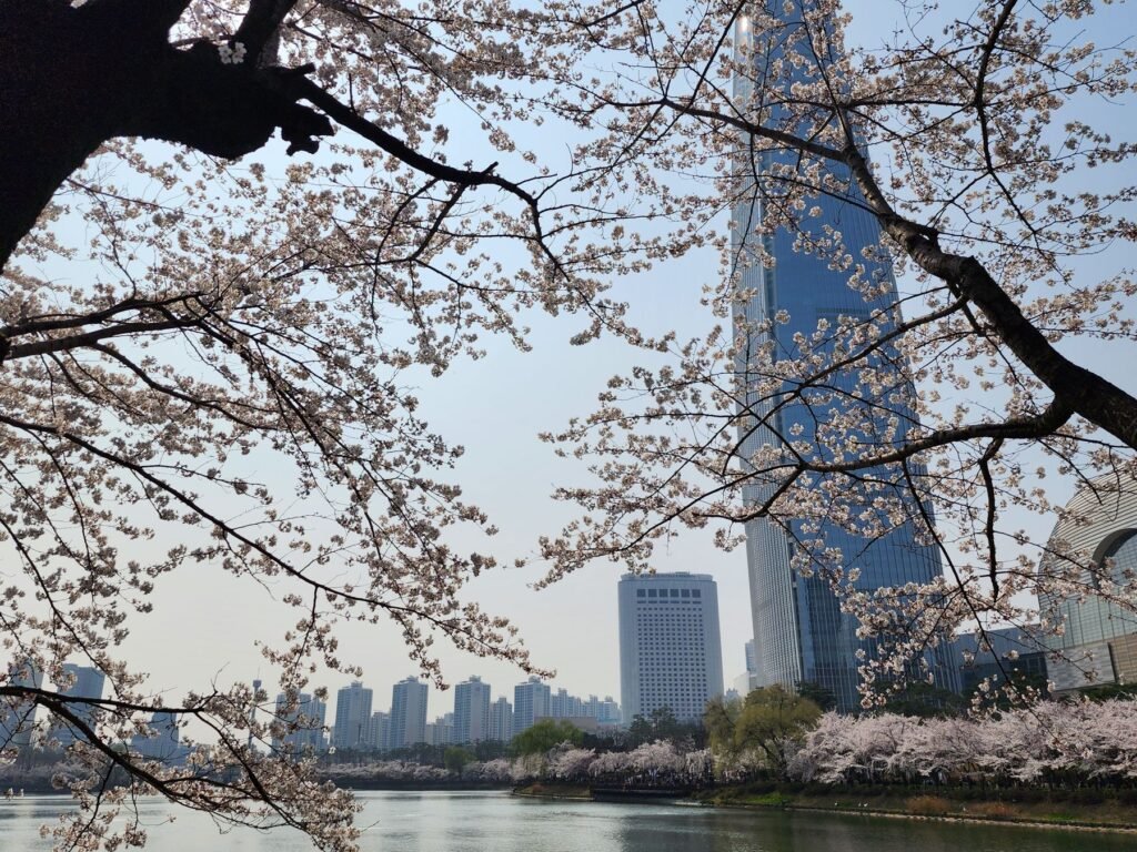Kersenbloesem langs het water in Seoul