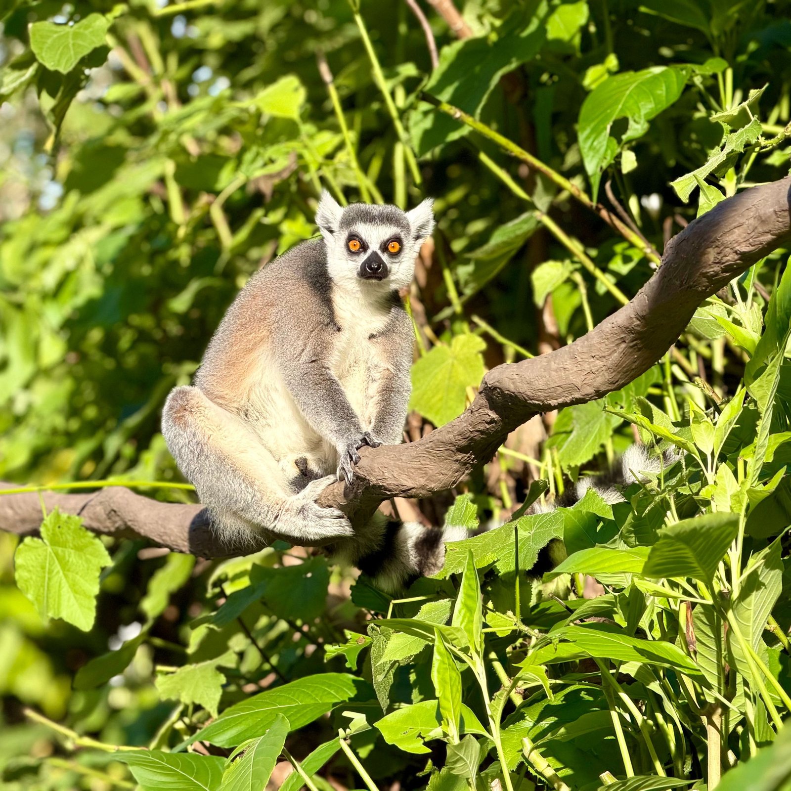 Een ringstaartmaki in een boom in Madagaskar