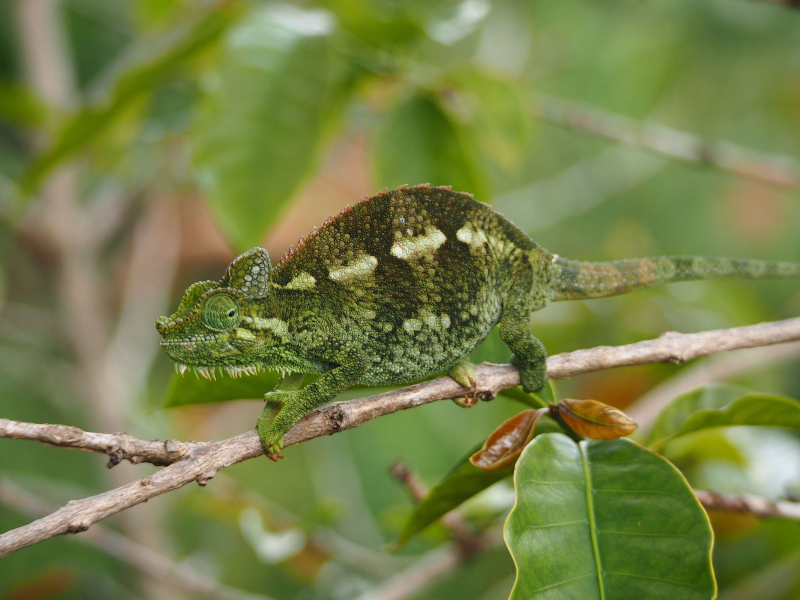 Een kameleon op een tak in het regenwoud van oostelijk Madagaskar