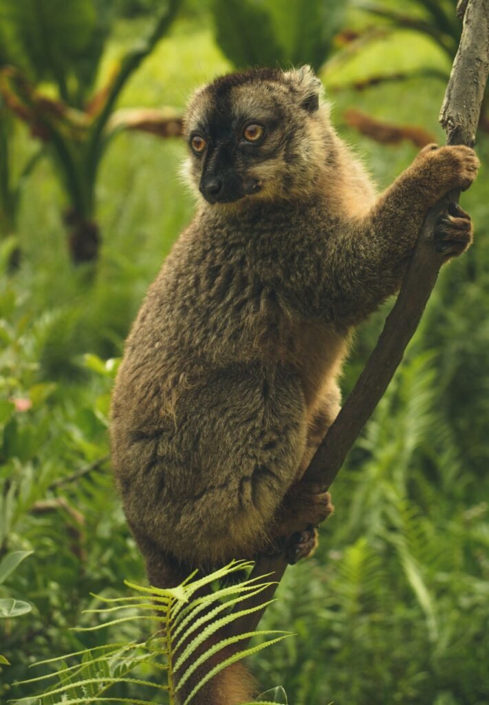 Zwart-witte indri hoog in een boom in het regenwoud van Andasibe