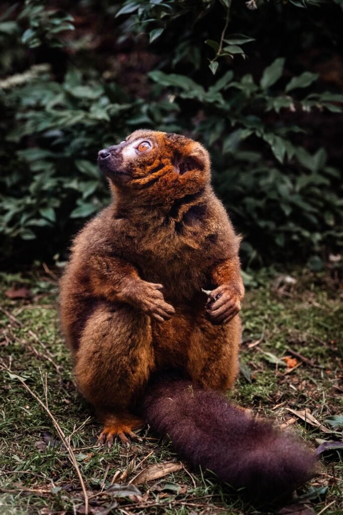 Diadeemsifaka met witte en oranje vacht in een boom in Mantadia