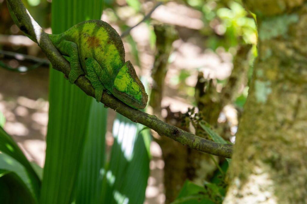 Groene kameleon op een tak in het regenwoud