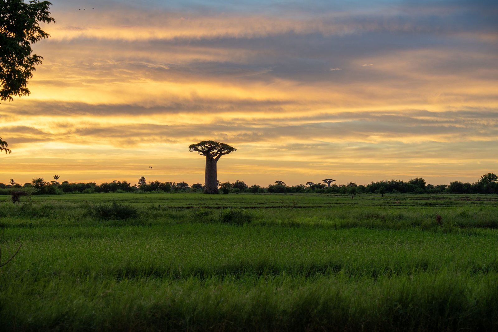 Een baobab tussen de rijstvelden bij zonsondergang