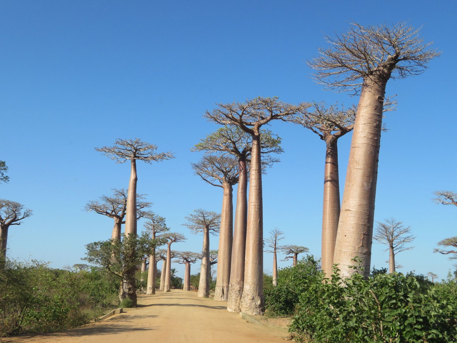 De Avenue of the Baobabs bij Morondava met de grindweg tussen de bomen