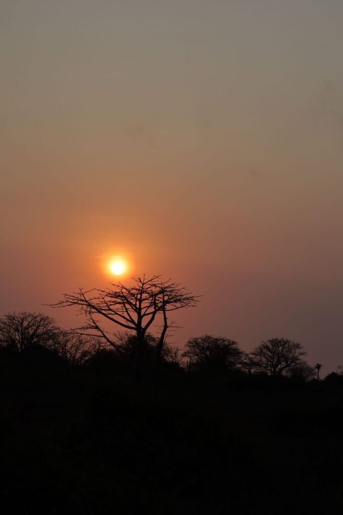 Silhouetten van hoge baobabs langs een zandweg bij zonsopgang