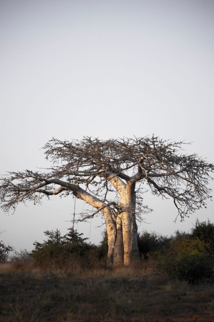 Losse baobabs tussen groene rijstvelden in de buurt van Morondava