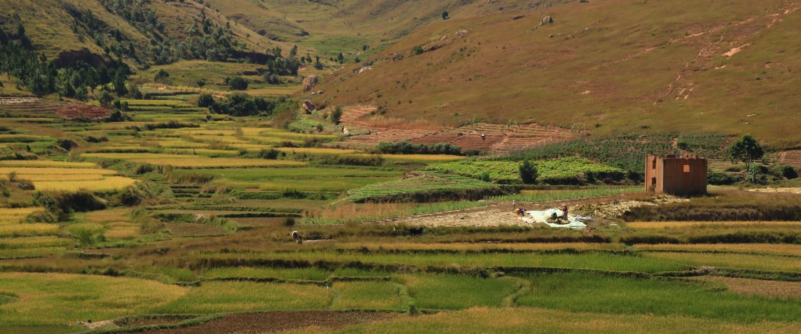 Groene vallei met rijstvelden in het hoogland van Madagaskar