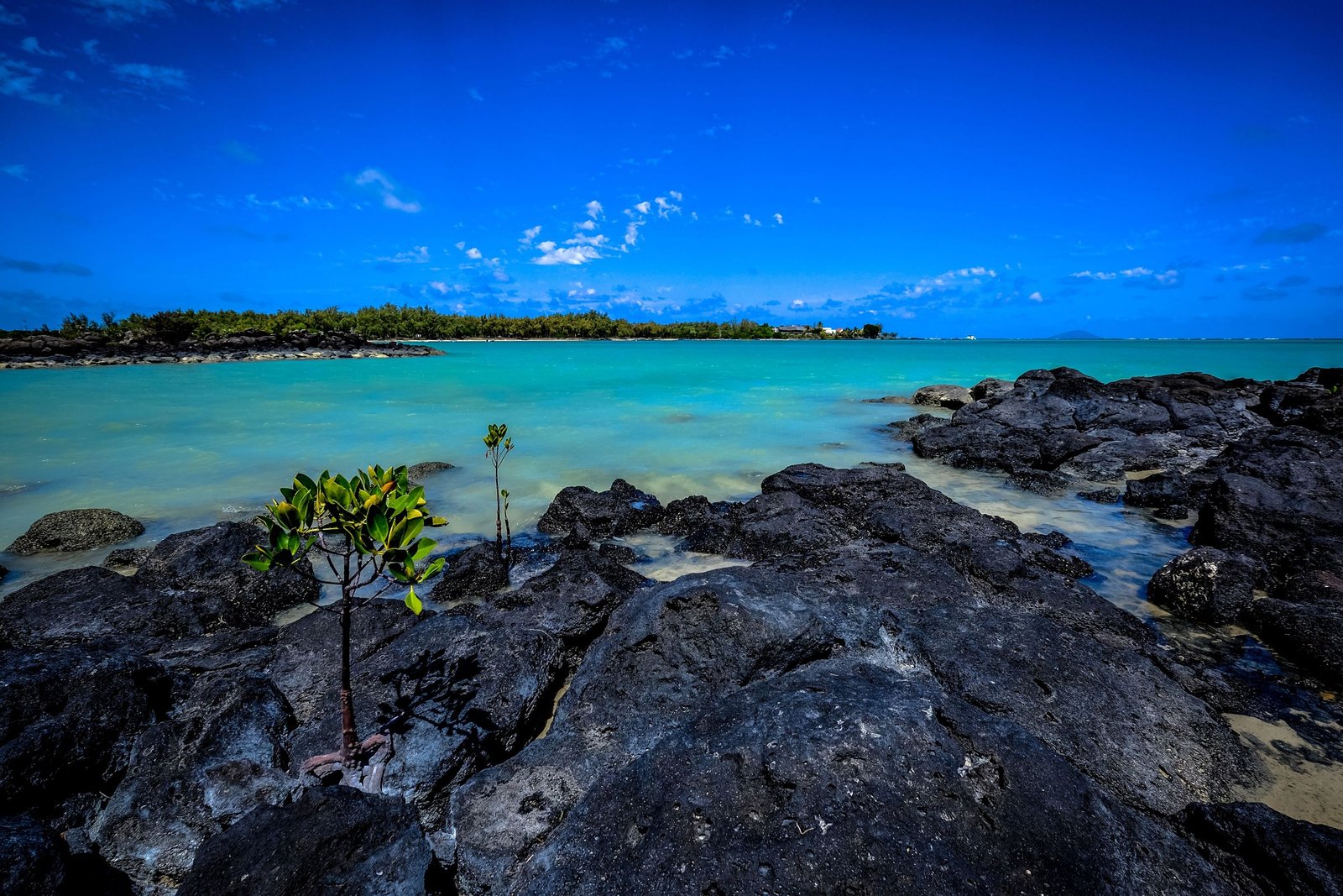Zwarte lavarotsen langs de lagune van Mauritius