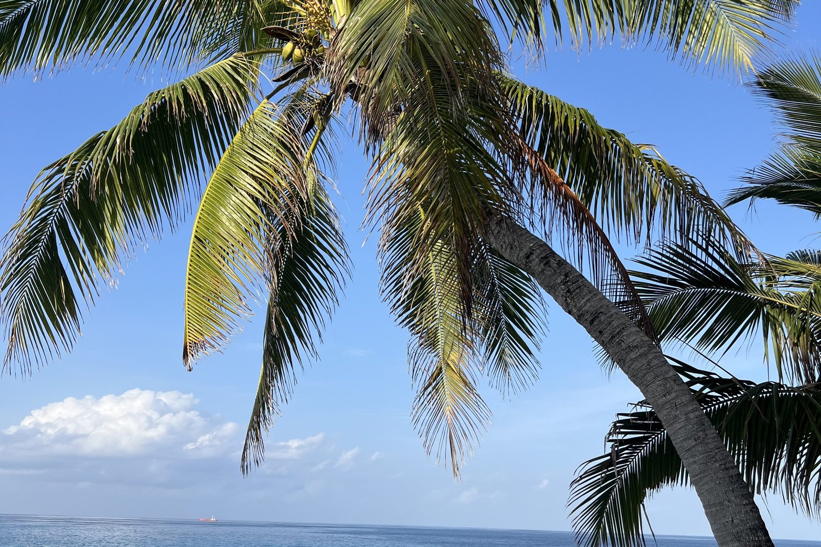 Palmboom boven het strand van een lokaal eiland in de Malediven