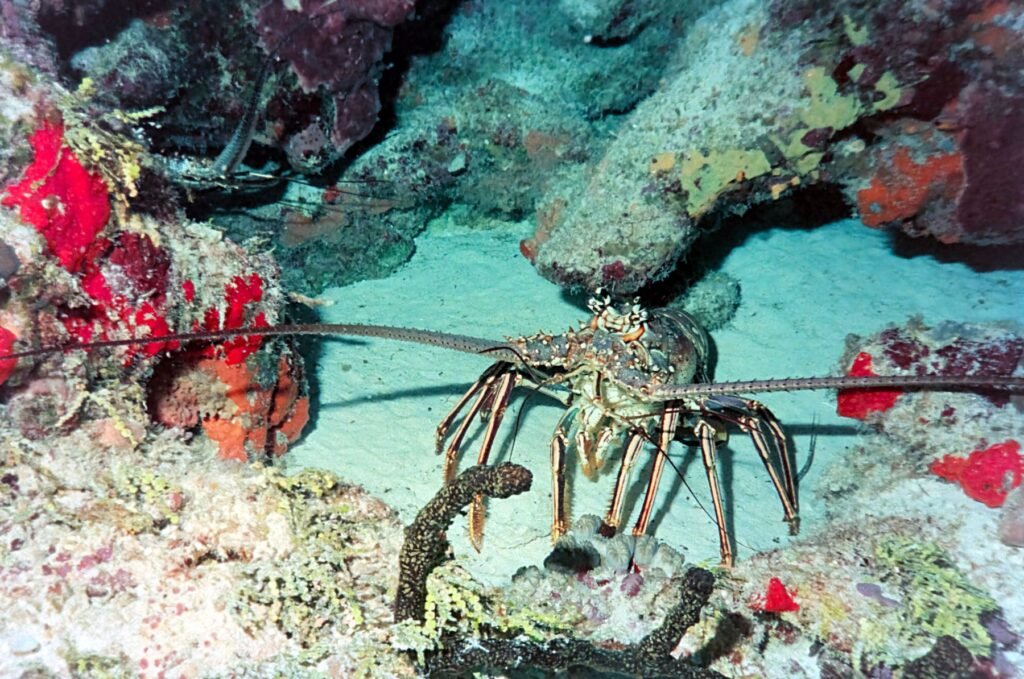 Kreeft tussen het koraal bij Cozumel
