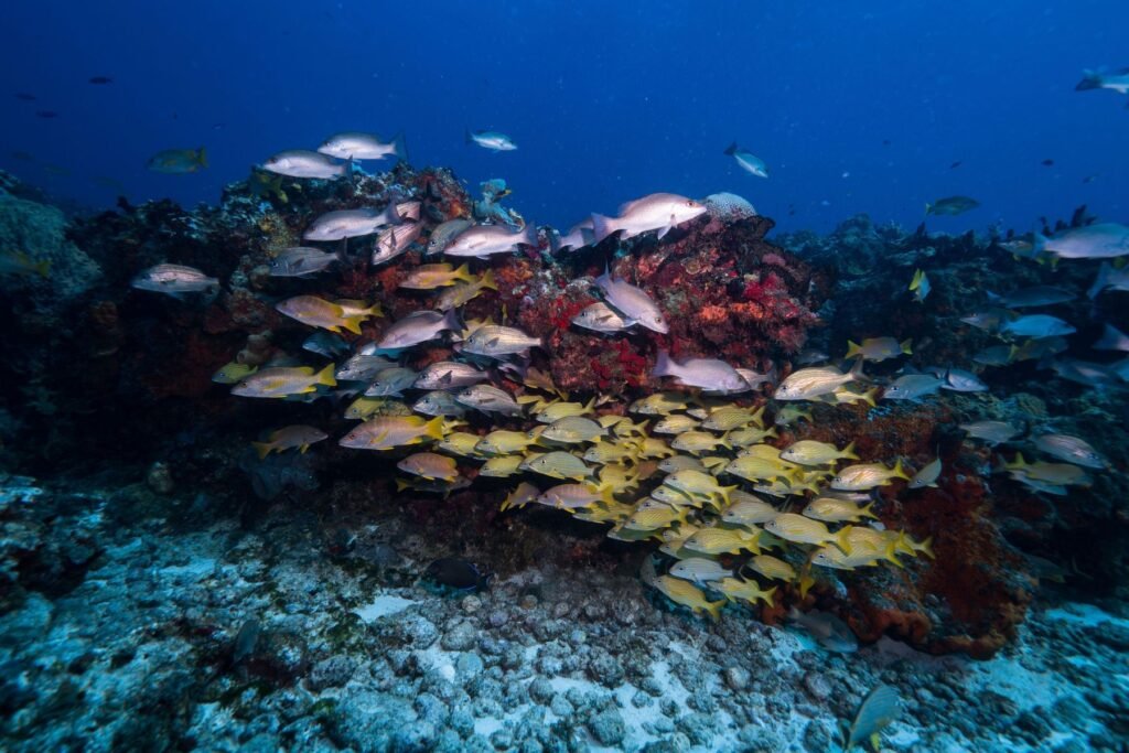School vissen boven het koraalrif van Cozumel