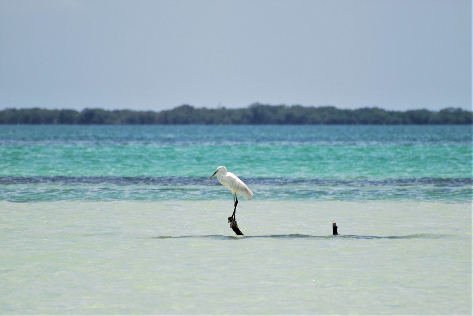 Reiger in het ondiepe water bij Isla Holbox