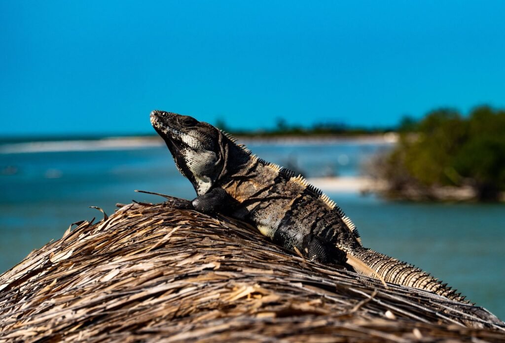 Leguaan op een rieten dak op Isla Holbox