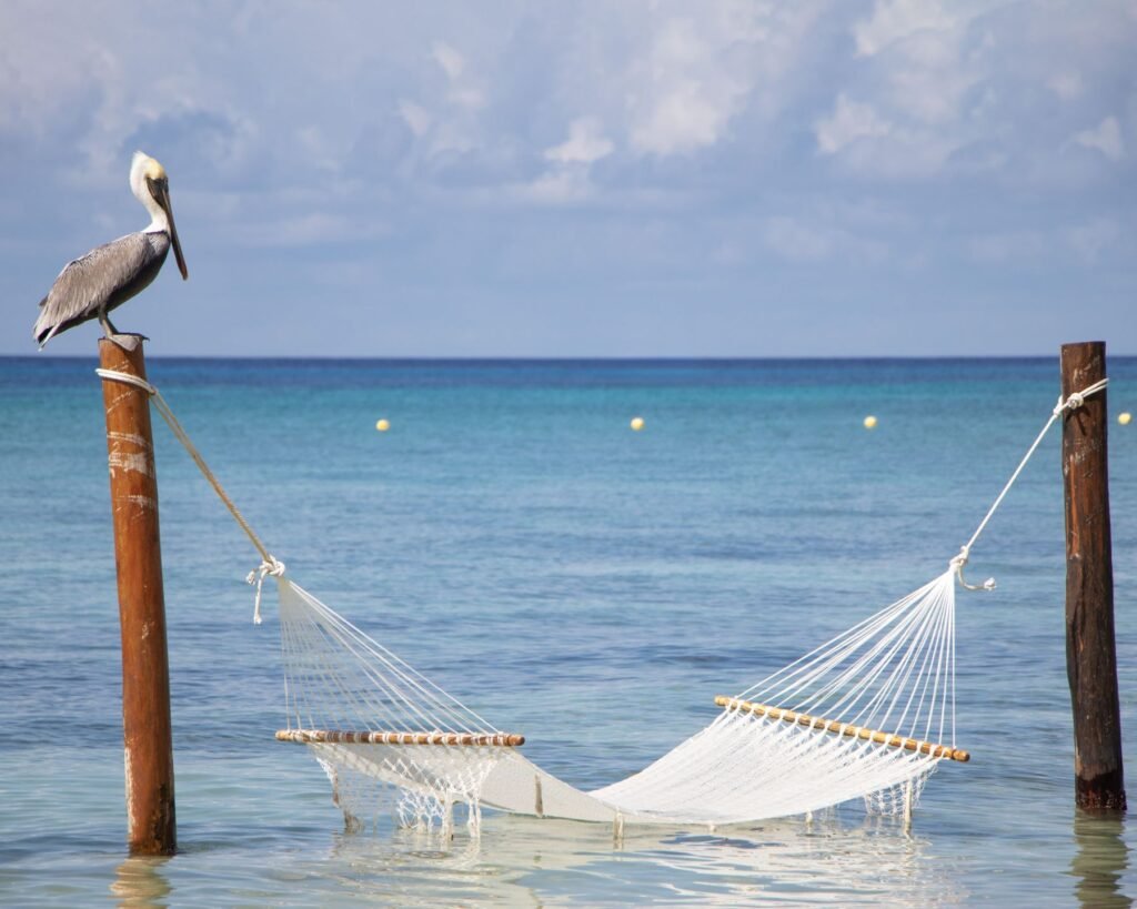 Hangmat en pelikaan aan het water van Cozumel