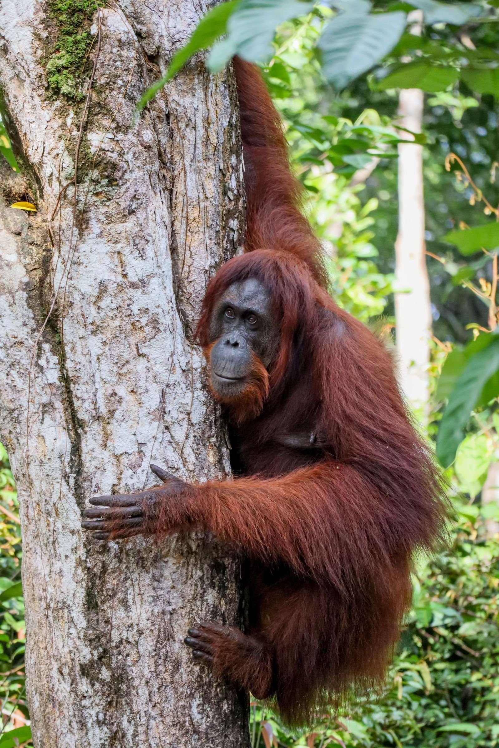 Orang-oetan in het regenwoud van Borneo