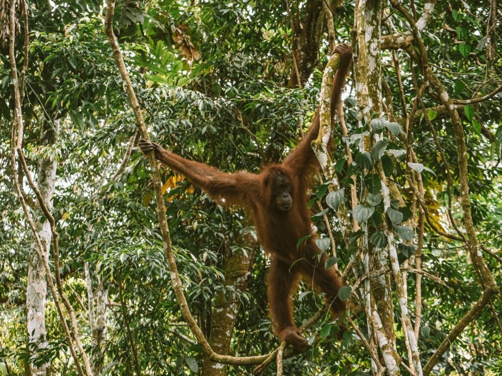 Orang-oetan in het bladerdak