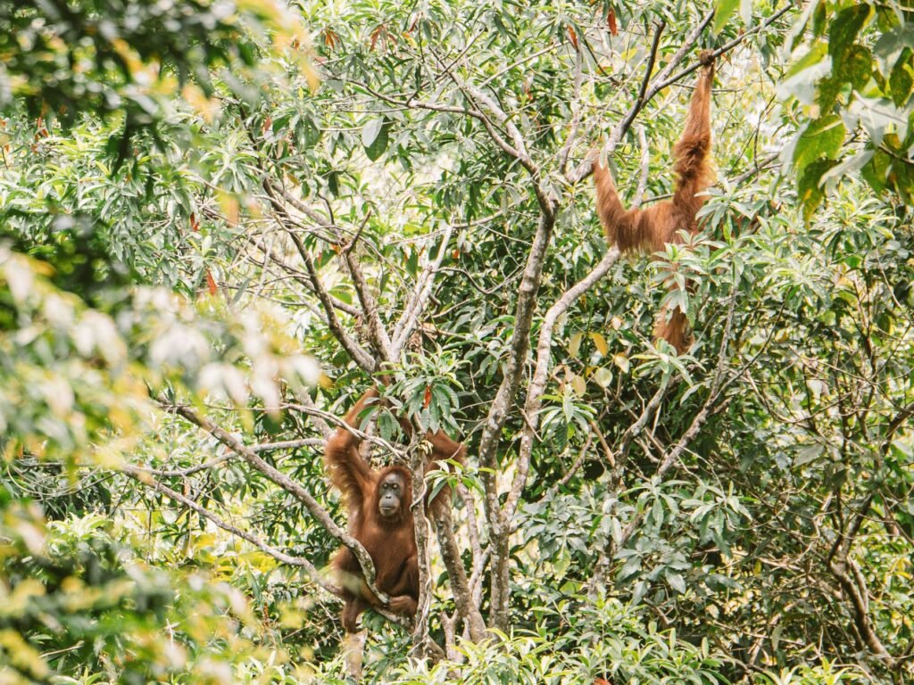 Twee orang-oetans in het regenwoud