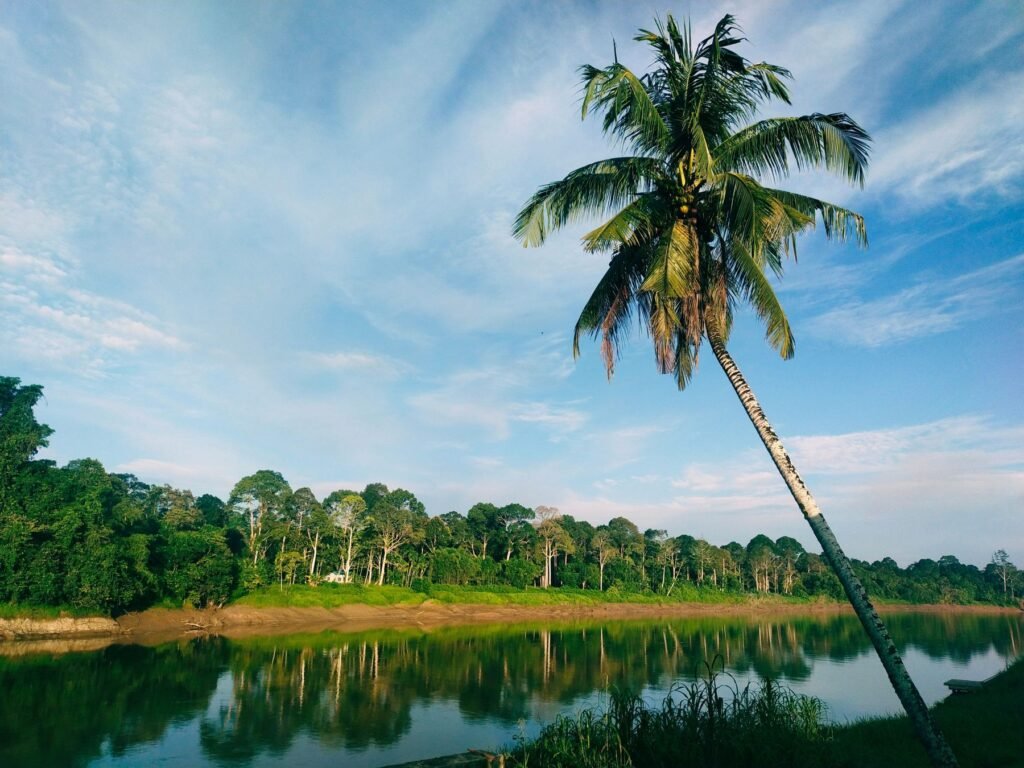 Rivier met palmboom in Sarawak