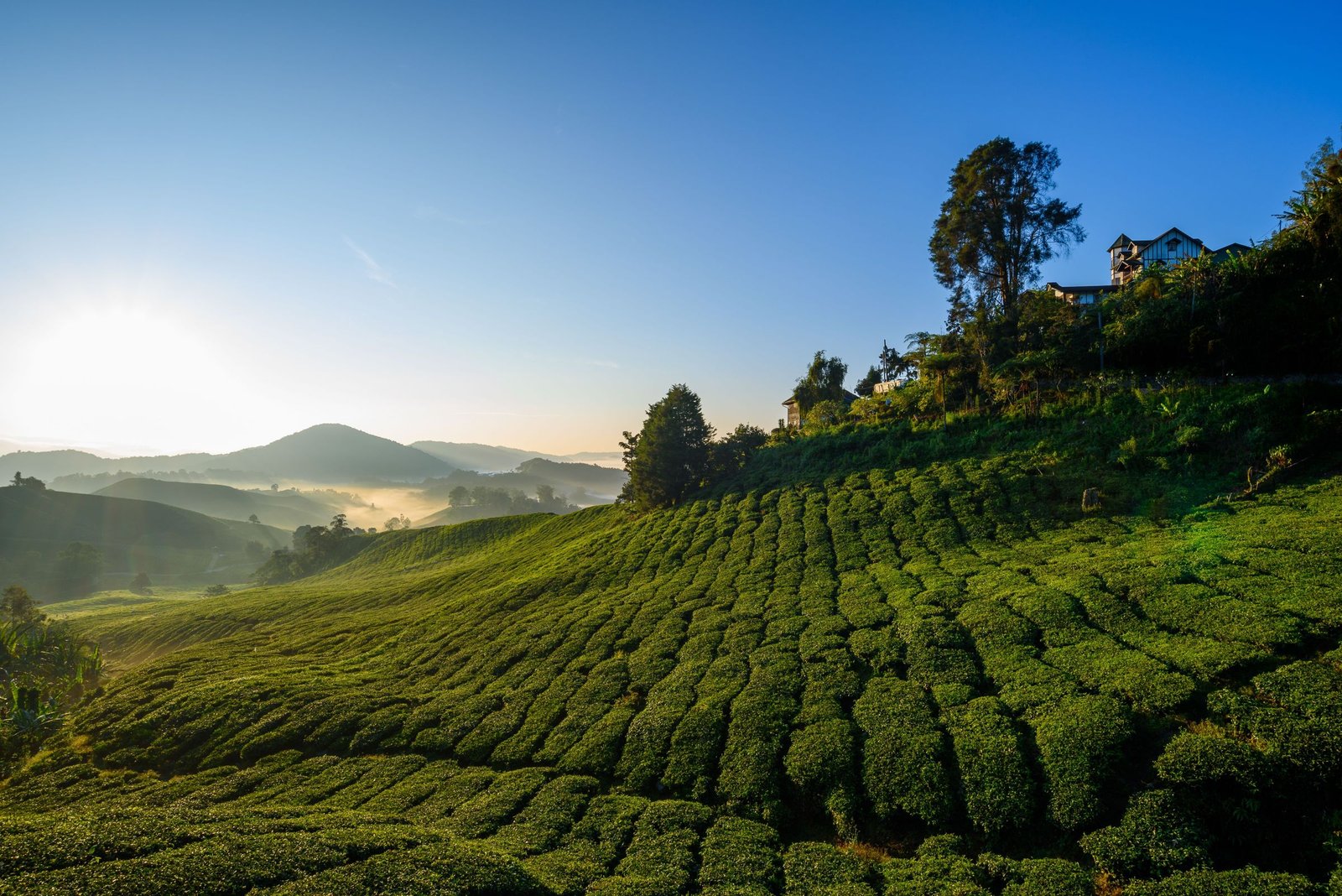 Theeplantage bij zonsopkomst in de Cameron Highlands