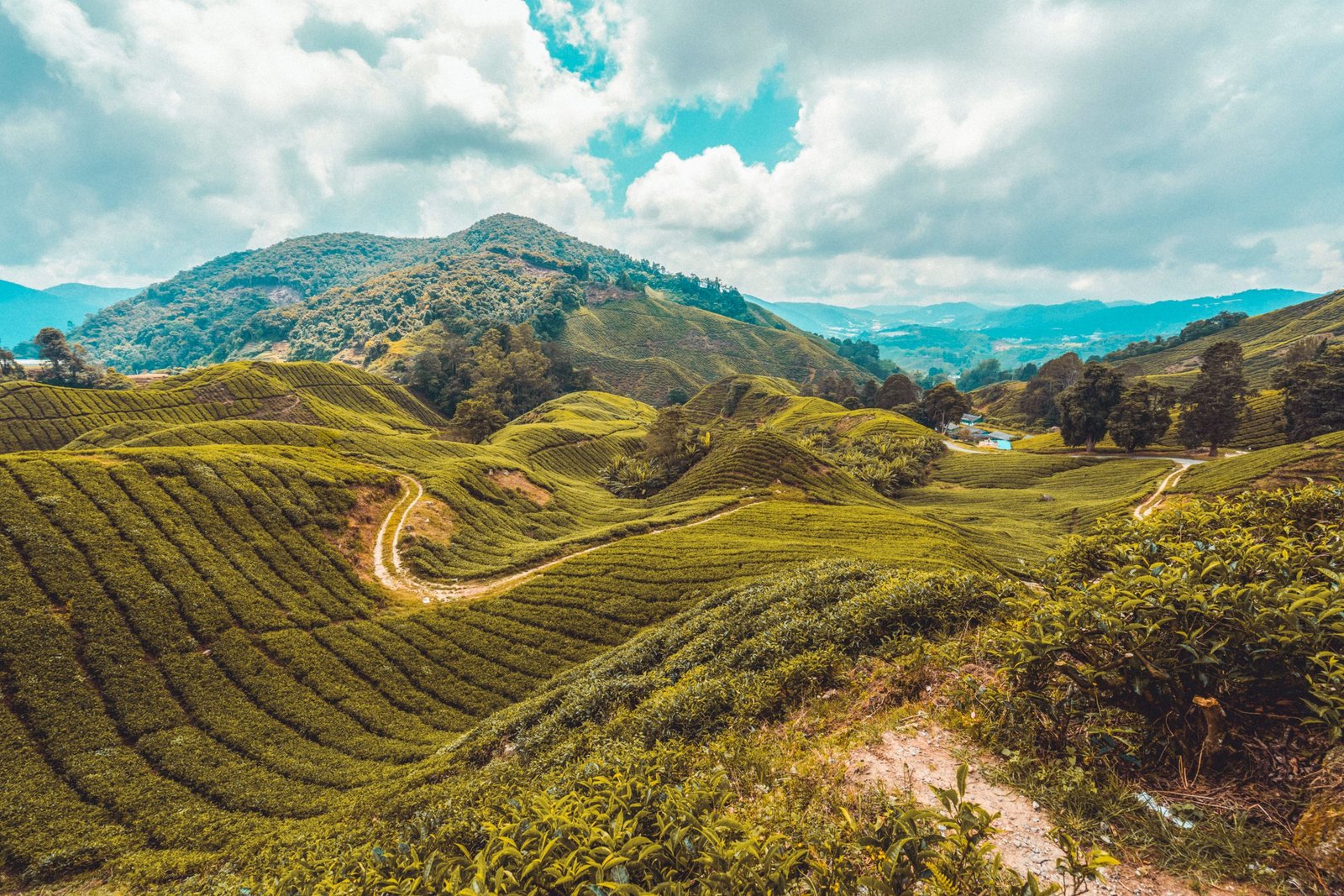 Theeplantage in de Cameron Highlands