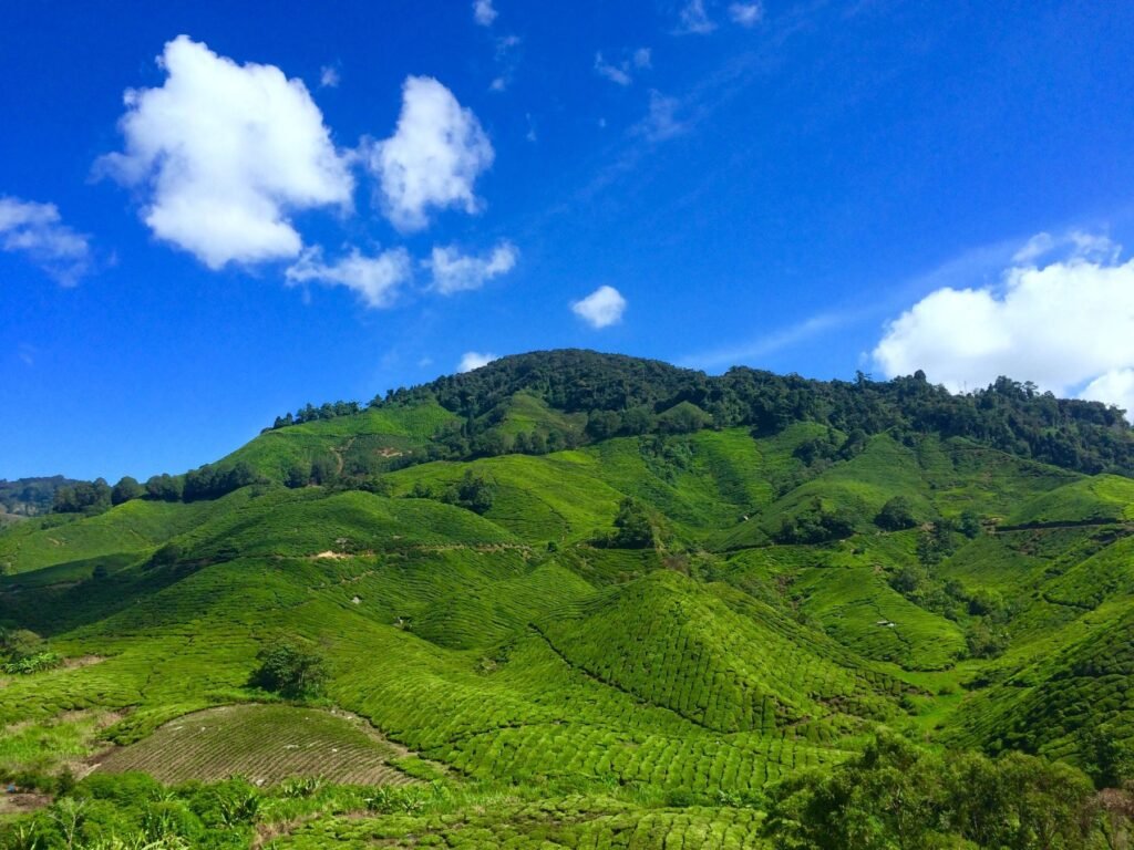 Theeplantage in de Cameron Highlands