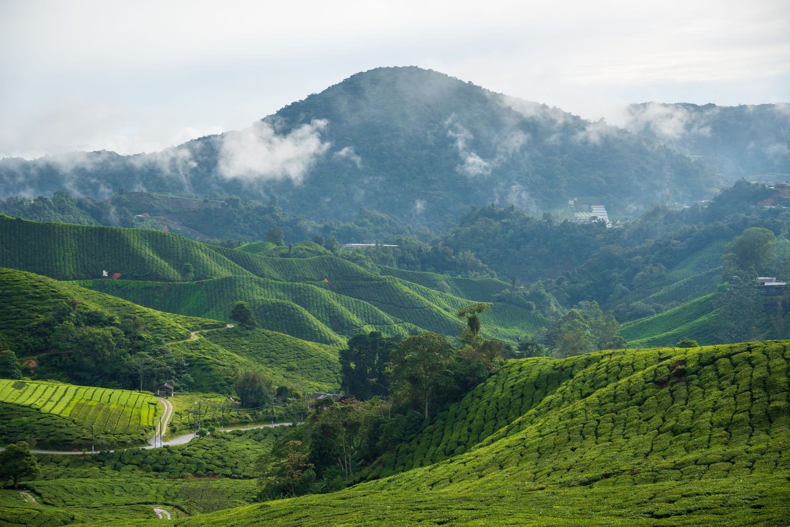 Theeplantage onder de wolken in de Cameron Highlands
