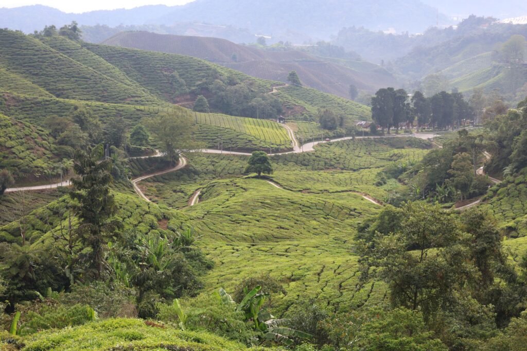 Vallei met theeplantages in de Cameron Highlands