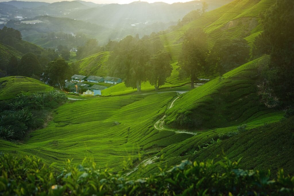 Groene vallei in de Cameron Highlands