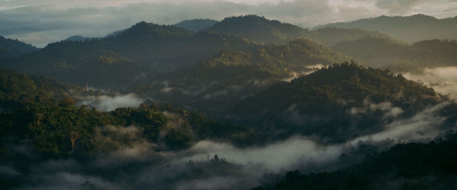Mistige heuvels in de Cameron Highlands