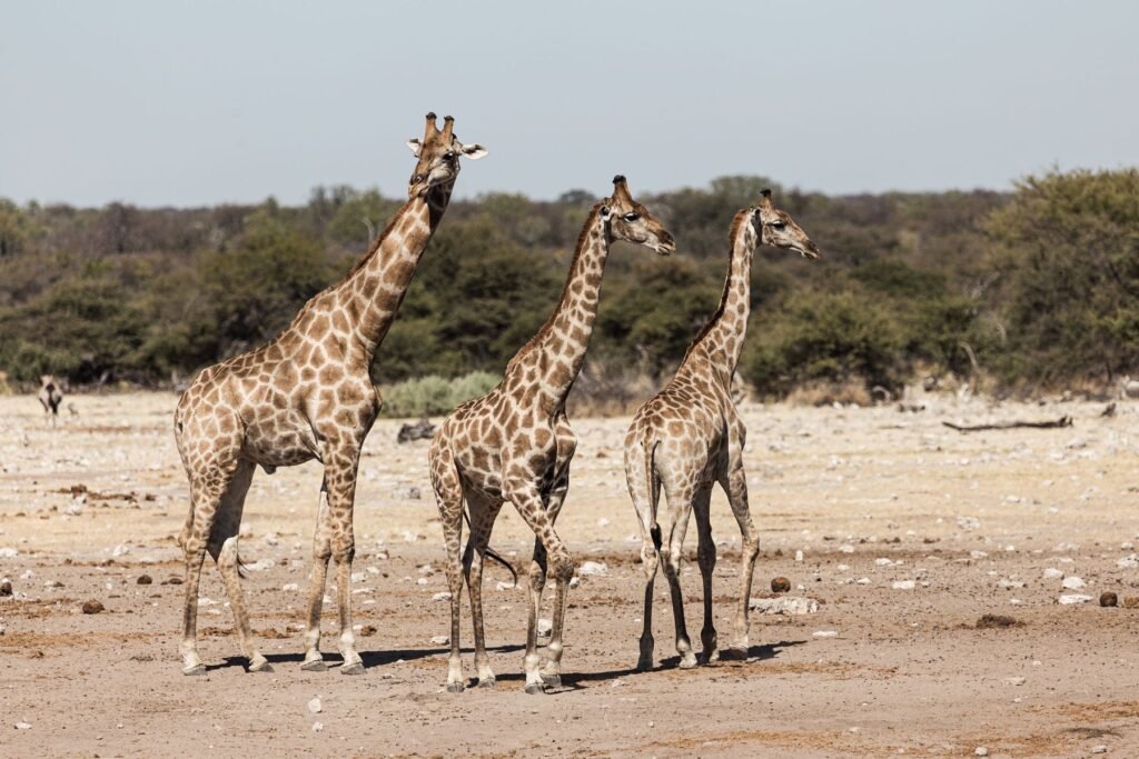Giraffen tussen acacia’s in Etosha in het late licht