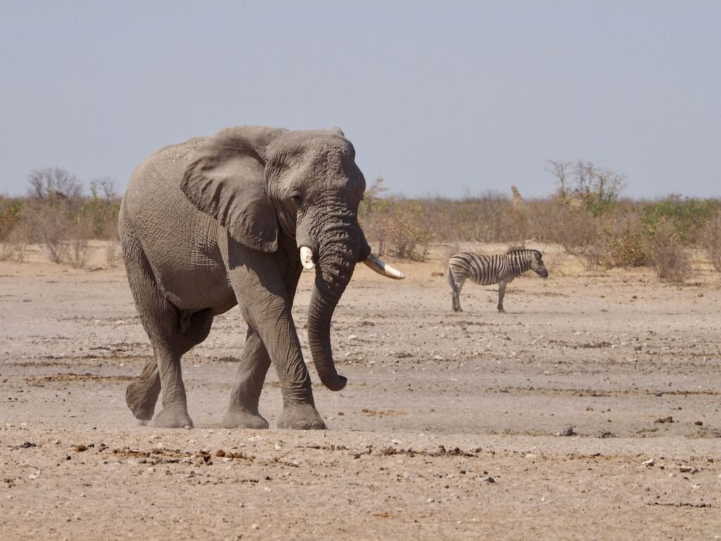 Groep woestijnolifanten in een droge rivierbedding in Damaraland