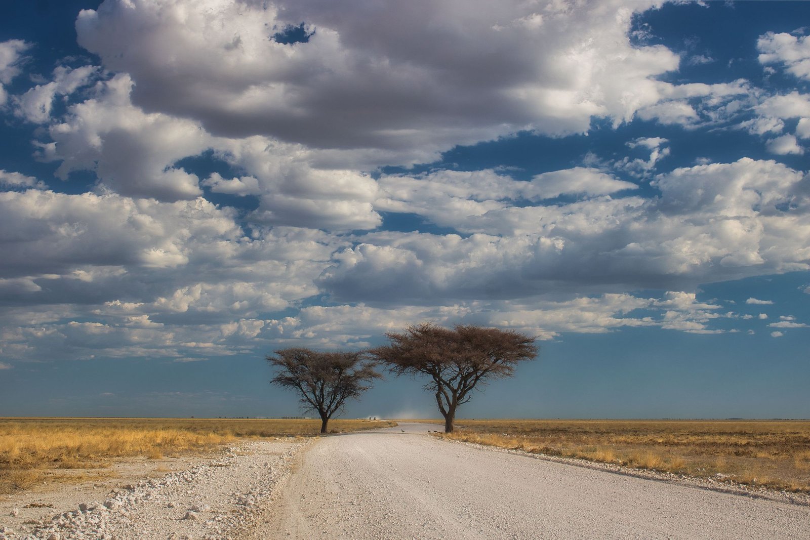 Grindweg met twee acacia's in Etosha onder een wolkenlucht