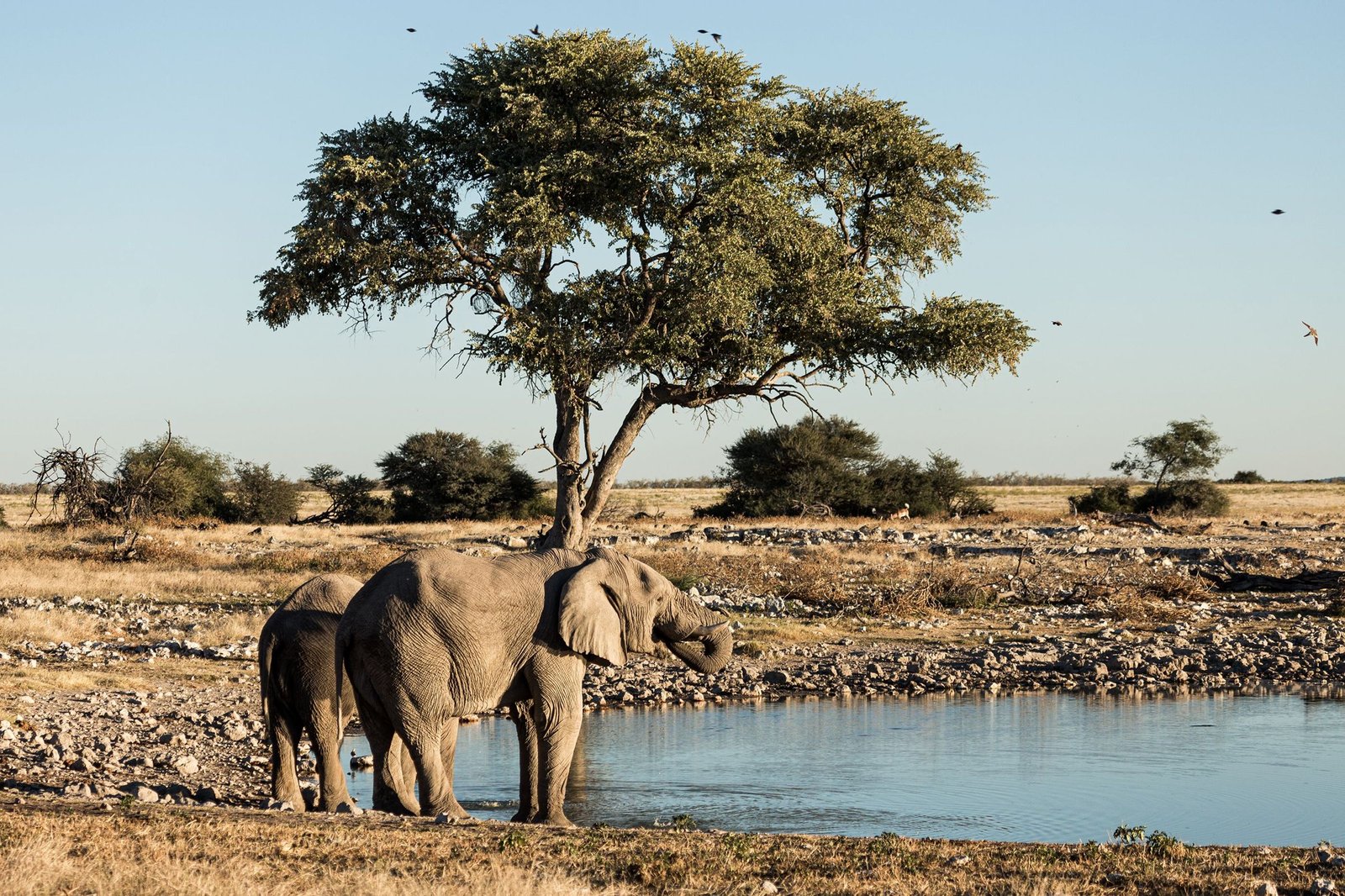 Olifanten bij een waterpoel in Etosha National Park