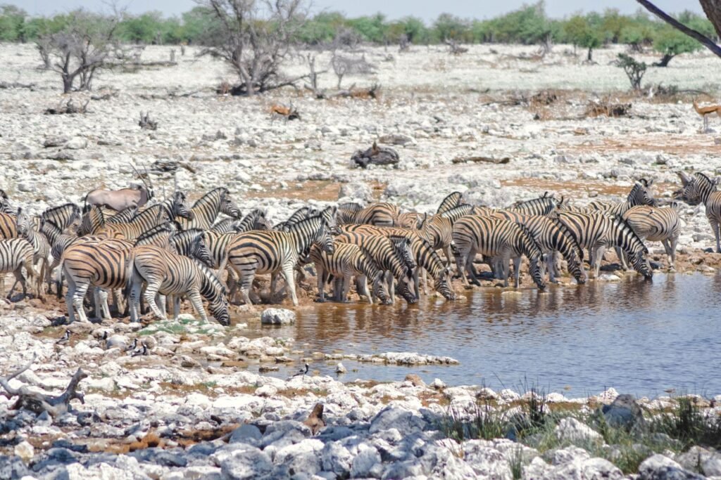 Zebra's drinken bij een waterpoel in Etosha National Park in het droge seizoen