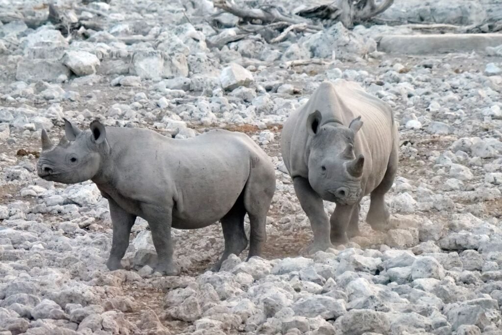 Zwarte neushoorn bij een verlichte waterpoel in het donker
