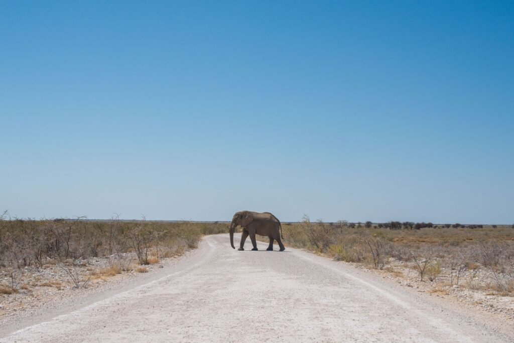 Grindweg door de droge vlakte van Etosha met stof achter een auto